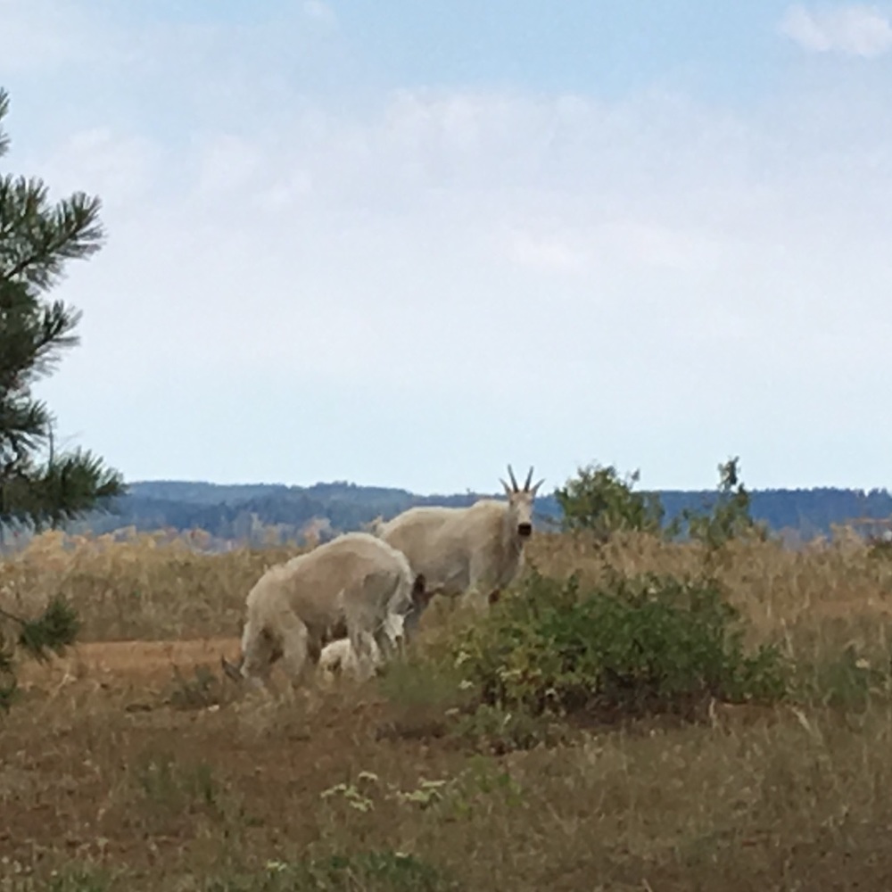 Meet your Posher, Sage